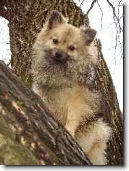 Deutscher spitz, German Spitz