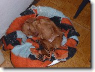 R�vidsz�r� Magyar Vizsla, Hungarian Short-haired Pointing Dog