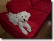 Bichon � poil fris�, Bichon Frise