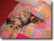 Jork��rsk� terier, Yorkshire Terrier,