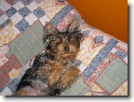 Jork��rsk� terier, Yorkshire Terrier,