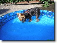 Jork��rsk� terier, Yorkshire Terrier,