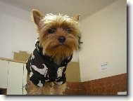 Jork��rsk� terier, Yorkshire Terrier,