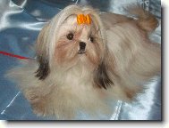 �icu, Shih-Tzu