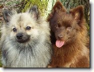 Deutscher spitz - Kleinspitz, German Spitz � Miniature Spitz