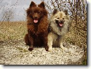 Deutscher spitz - Kleinspitz, German Spitz � Miniature Spitz