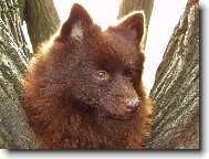 Deutscher spitz - Kleinspitz, German Spitz � Miniature Spitz