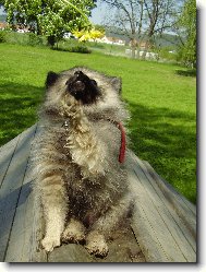 Deutscher spitz - Kleinspitz, German Spitz � Miniature Spitz