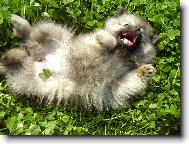 Deutscher spitz - Kleinspitz, German Spitz � Miniature Spitz