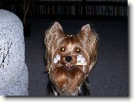 Jork��rsk� terier, Yorkshire Terrier,