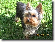 Jork��rsk� terier, Yorkshire Terrier,