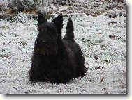 Scottish terrier