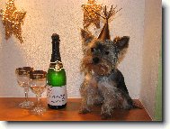 Jork��rsk� terier, Yorkshire Terrier,