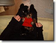 Jork��rsk� terier, Yorkshire Terrier,