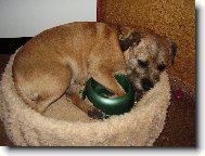 Border Terrier