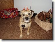 Border Terrier