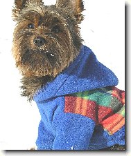 Jork��rsk� terier, Yorkshire Terrier,