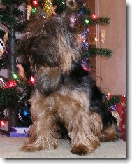 Jork��rsk� terier, Yorkshire Terrier,