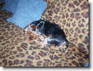 Jork��rsk� terier, Yorkshire Terrier,