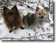Deutscher spitz, German Spitz