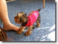 Jork��rsk� terier, Yorkshire Terrier,