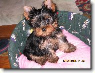 Jork��rsk� terier, Yorkshire Terrier,