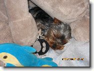 Jork��rsk� terier, Yorkshire Terrier,