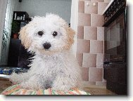 Bichon � poil fris�, Bichon Frise