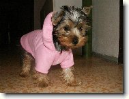 Jork��rsk� terier, Yorkshire Terrier,