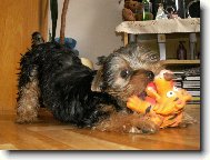 Jork��rsk� terier, Yorkshire Terrier,