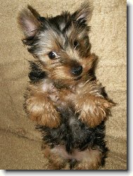Jork��rsk� terier, Yorkshire Terrier,