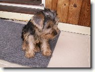 Jork��rsk� terier, Yorkshire Terrier,
