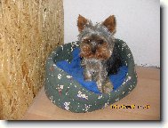 Jork��rsk� terier, Yorkshire Terrier,