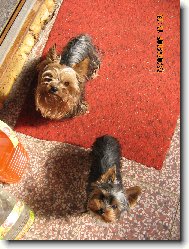 Jork��rsk� terier, Yorkshire Terrier,