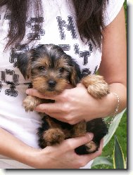 Jork��rsk� terier, Yorkshire Terrier,