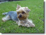 Jork��rsk� terier, Yorkshire Terrier,