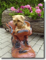 Jork��rsk� terier, Yorkshire Terrier,