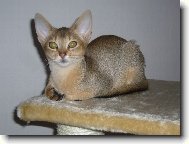 Abyssinian cat