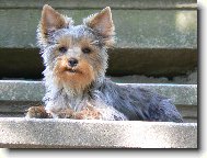 Jork��rsk� terier, Yorkshire Terrier,