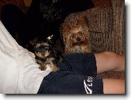 Jork��rsk� terier, Yorkshire Terrier,