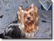 Jork��rsk� terier, Yorkshire Terrier,