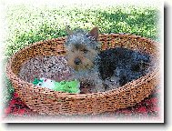 Jork��rsk� terier, Yorkshire Terrier,