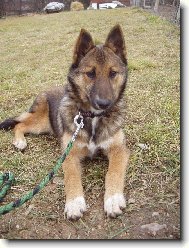 Belgian shepherd malinois \(Dog standard\)