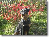 Deutscher Jagdterrier