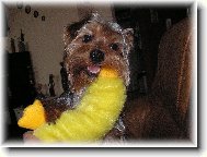 Jork��rsk� terier, Yorkshire Terrier,