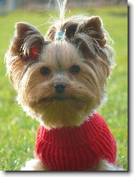 Jork��rsk� terier, Yorkshire Terrier,