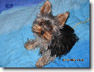 Jork��rsk� terier, Yorkshire Terrier,