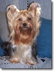 Jork��rsk� terier, Yorkshire Terrier,