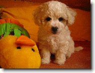 Bichon � poil fris�, Bichon Frise