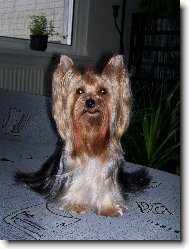 Jork��rsk� terier, Yorkshire Terrier,